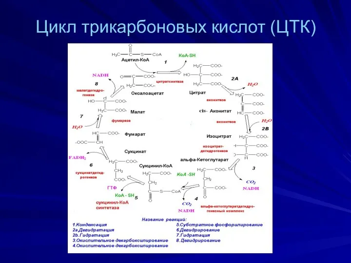 Цикл трикарбоновых кислот (ЦТК)