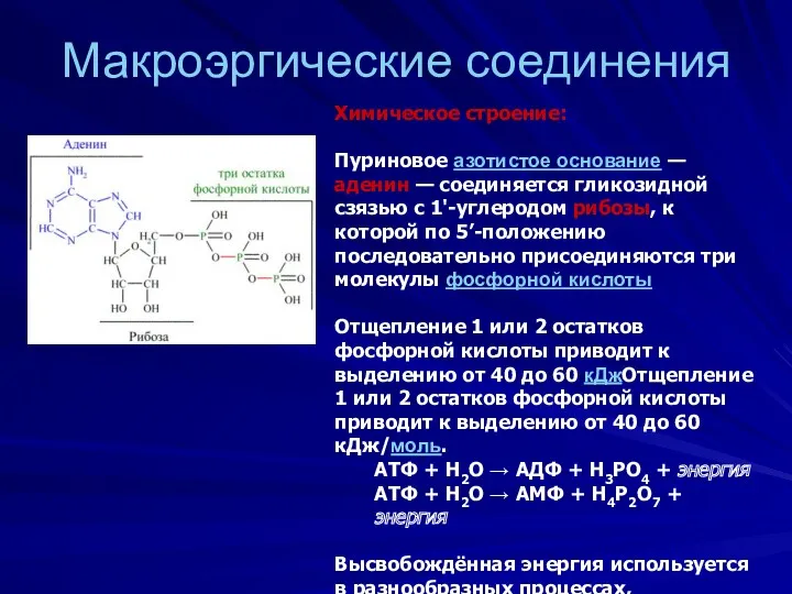 Макроэргические соединения Химическое строение: Пуриновое азотистое основание — аденин —