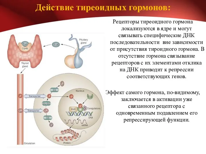 Действие тиреоидных гормонов: Рецепторы тиреоидного гормона локализуются в ядре и