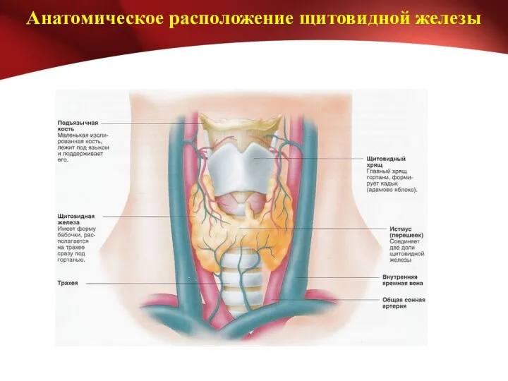 Анатомическое расположение щитовидной железы