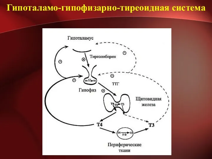 Гипоталамо-гипофизарно-тиреоидная система