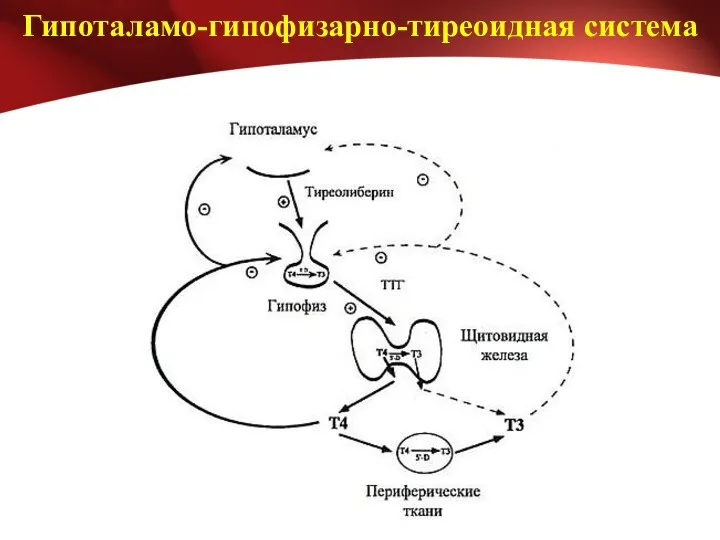 Гипоталамо-гипофизарно-тиреоидная система