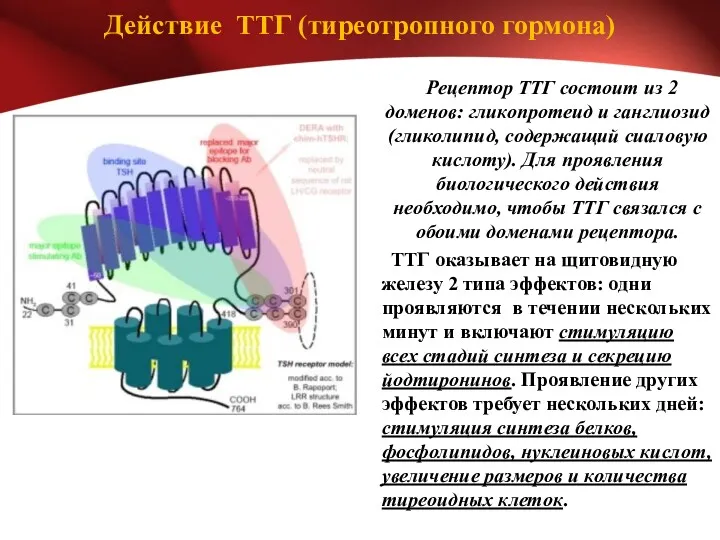 Действие ТТГ (тиреотропного гормона) Рецептор ТТГ состоит из 2 доменов: