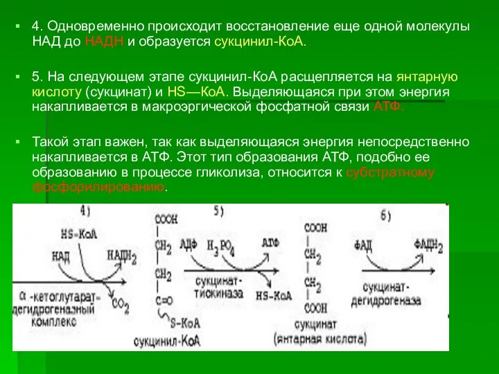 4. Одновременно происходит восстановление еще одной молекулы НАД до НАДН