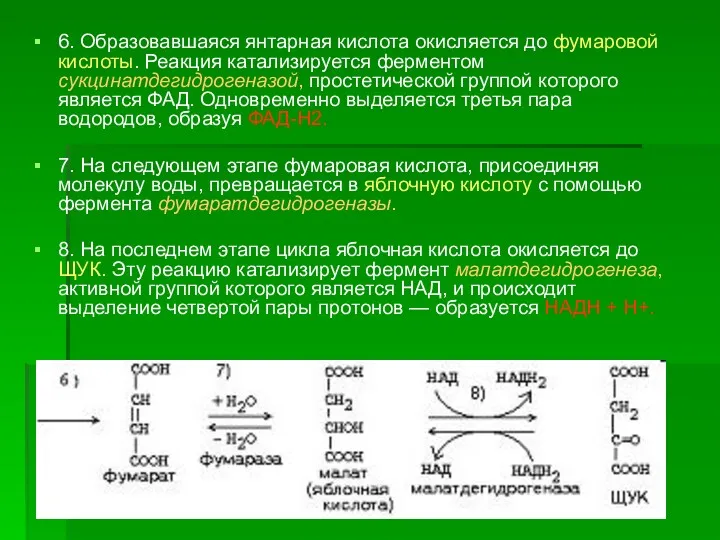 6. Образовавшаяся янтарная кислота окисляется до фумаровой кислоты. Реакция катализируется