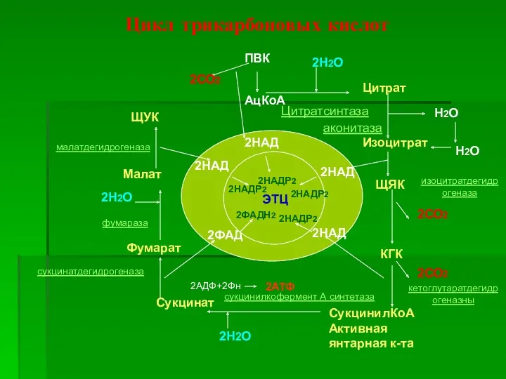 Цикл трикарбоновых кислот ПВК АцКоА Цитрат Изоцитрат 2СО2 ЩЯК КГК