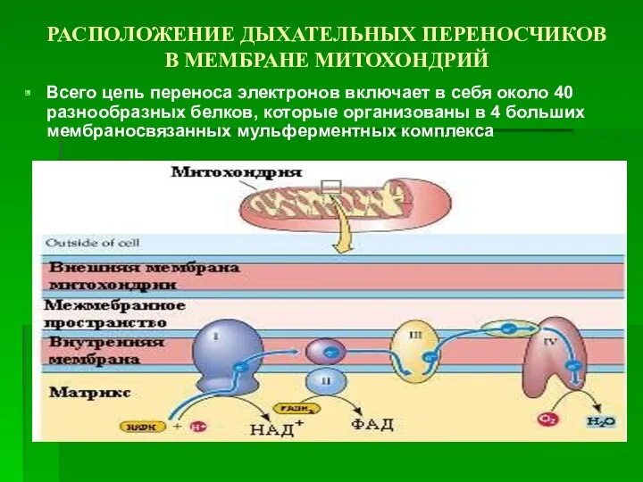 РАСПОЛОЖЕНИЕ ДЫХАТЕЛЬНЫХ ПЕРЕНОСЧИКОВ В МЕМБРАНЕ МИТОХОНДРИЙ Всего цепь переноса электронов