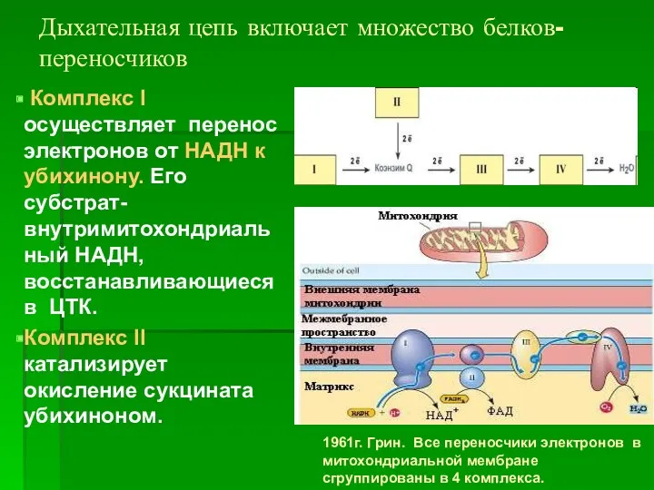 Дыхательная цепь включает множество белков-переносчиков Комплекс I осуществляет перенос электронов