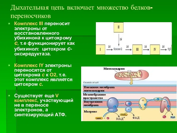 Дыхательная цепь включает множество белков-переносчиков Комплекс III переносит электроны от