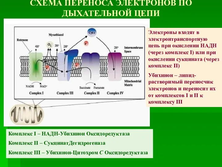 СХЕМА ПЕРЕНОСА ЭЛЕКТРОНОВ ПО ДЫХАТЕЛЬНОЙ ЦЕПИ Комплекс I – НАДН-Убихинон