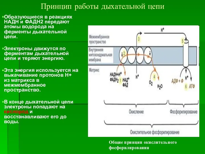 Принцип работы дыхательной цепи Образующиеся в реакциях НАДН и ФАДН2