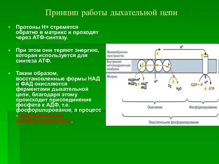 Принцип работы дыхательной цепи Протоны Н+ стремятся обратно в матрикс