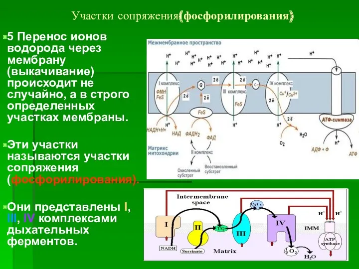 Участки сопряжения(фосфорилирования) 5 Перенос ионов водорода через мембрану (выкачивание) происходит