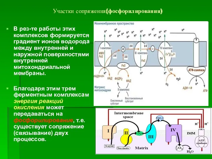 Участки сопряжения(фосфорилирования) В рез-те работы этих комплексов формируется градиент ионов