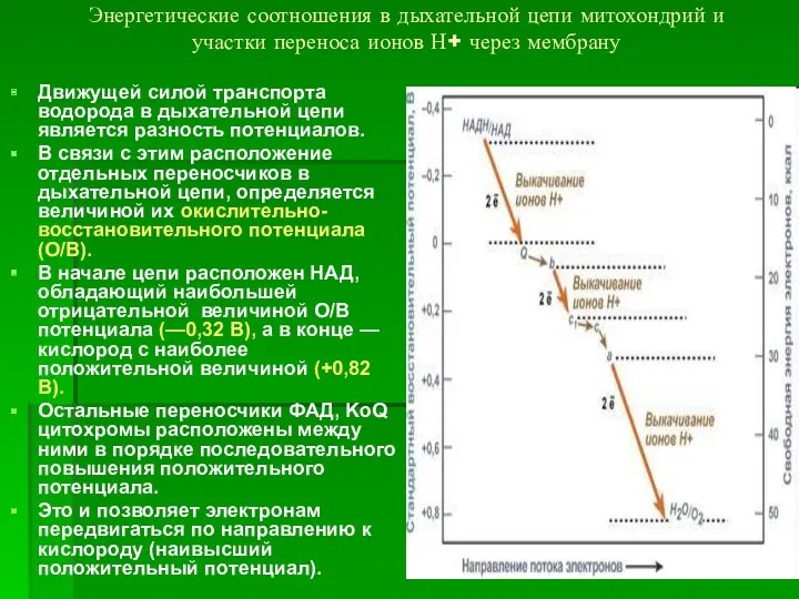 Энергетические соотношения в дыхательной цепи митохондрий и участки переноса ионов