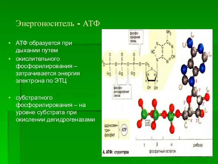 Энергоноситель - АТФ АТФ образуется при дыхании путем окислительного фосфорилирования