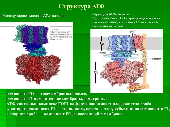 Молекулярная модель АТФ-синтазы Структура АТФ-синтазы. Протонный канал FO и вращающаяся