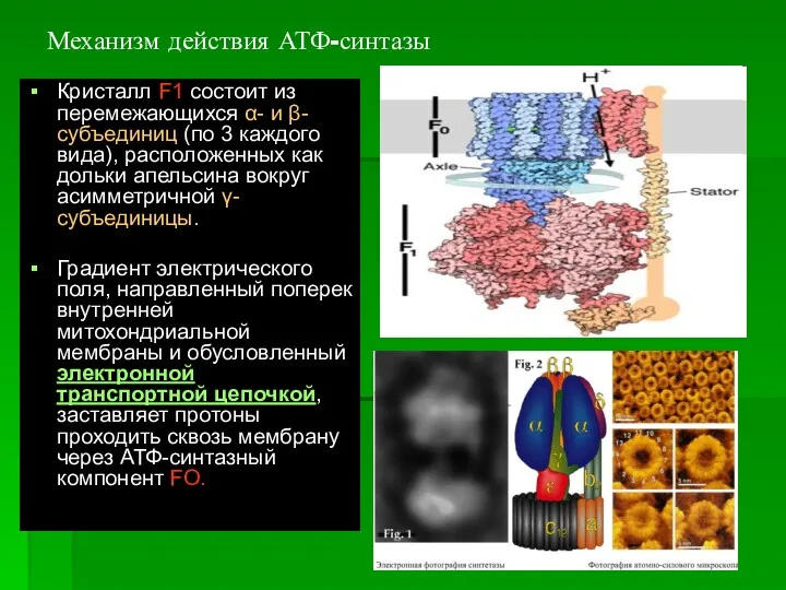 Механизм действия АТФ-синтазы Кристалл F1 состоит из перемежающихся α- и