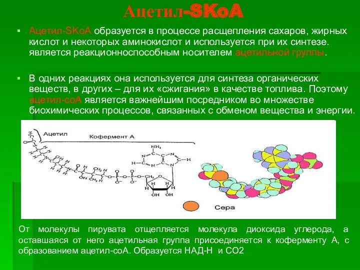 Ацетил-SKoA Ацетил-SKoA образуется в процессе расщепления сахаров, жирных кислот и