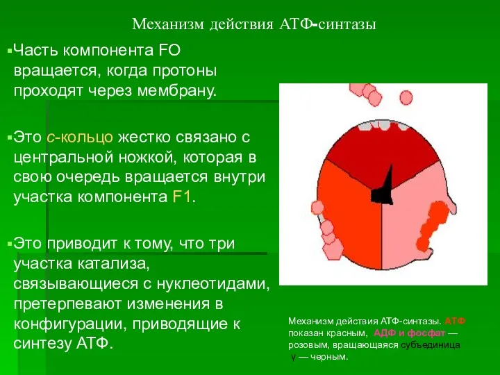 Механизм действия АТФ-синтазы Часть компонента FO вращается, когда протоны проходят