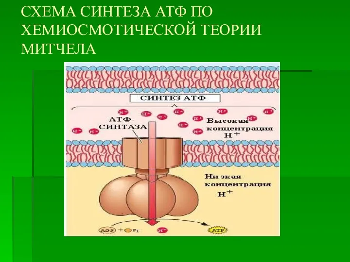 СХЕМА СИНТЕЗА АТФ ПО ХЕМИОСМОТИЧЕСКОЙ ТЕОРИИ МИТЧЕЛА