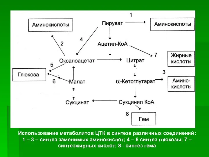 Использование метаболитов ЦТК в синтезе различных соединений: 1 – 3