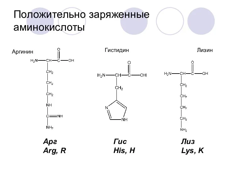 Положительно заряженные аминокислоты Аргинин Гистидин Лизин Арг Arg, R Гис His, H Лиз Lys, K