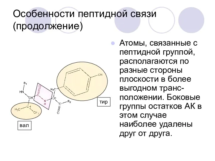 Особенности пептидной связи (продолжение) Атомы, связанные с пептидной группой, располагаются