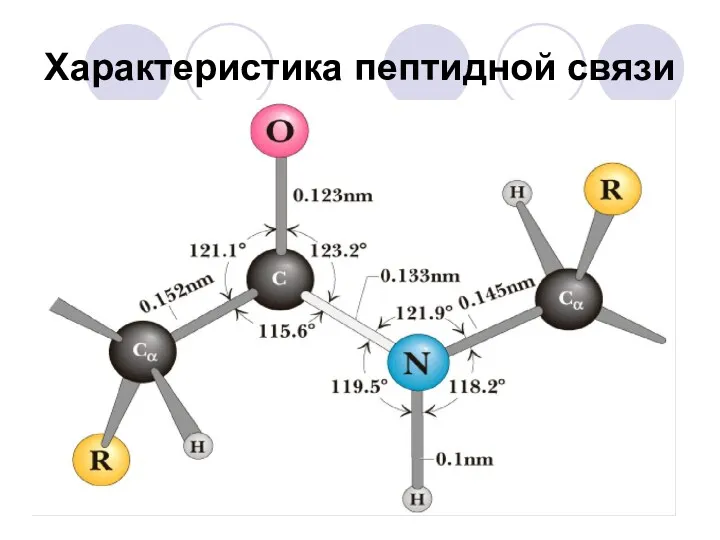 Характеристика пептидной связи