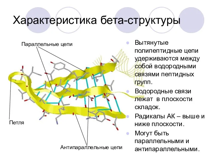 Характеристика бета-структуры Вытянутые полипептидные цепи удерживаются между собой водородными связями