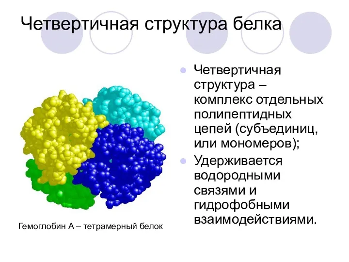 Четвертичная структура белка Четвертичная структура – комплекс отдельных полипептидных цепей