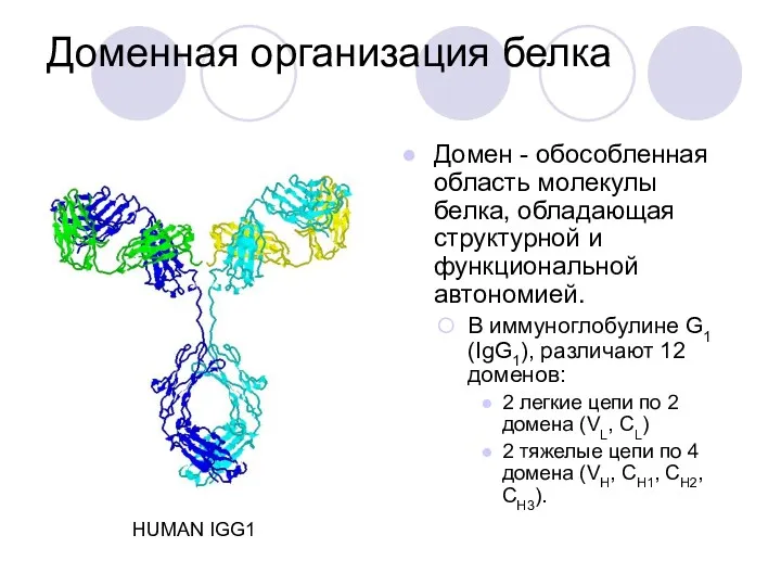 Доменная организация белка Домен - обособленная область молекулы белка, обладающая