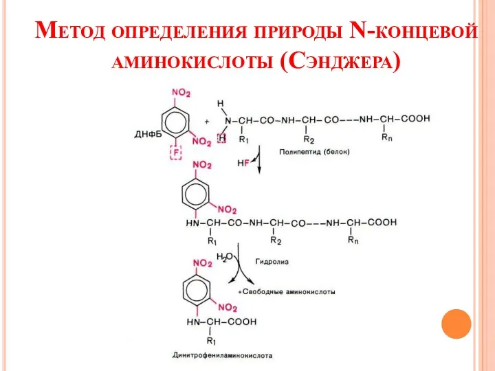 Метод определения природы N-концевой аминокислоты (Сэнджера)