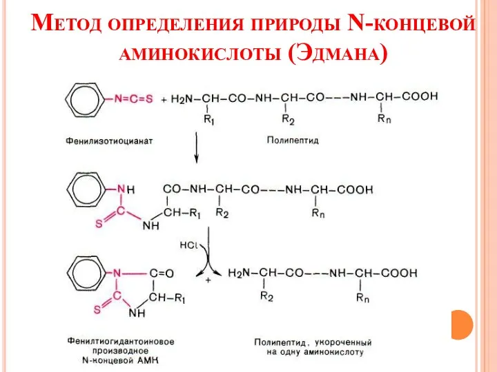 Метод определения природы N-концевой аминокислоты (Эдмана)