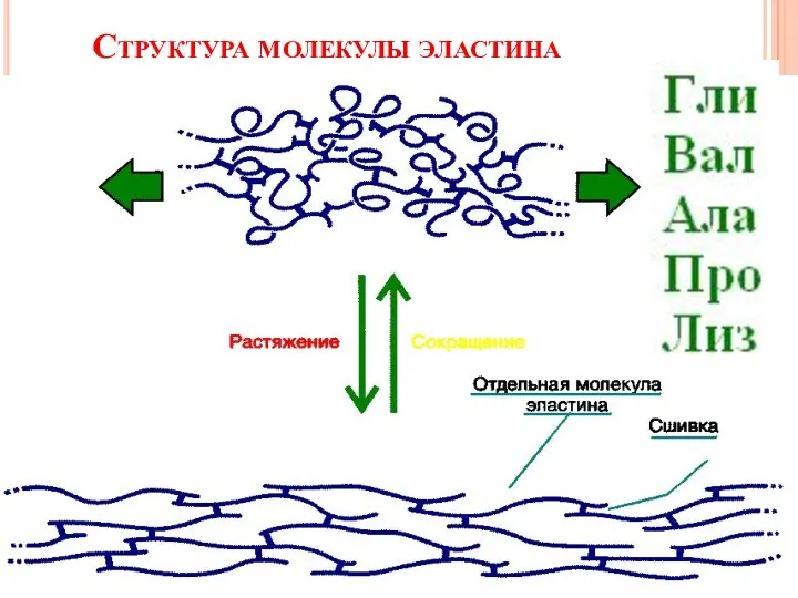 Структура молекулы эластина