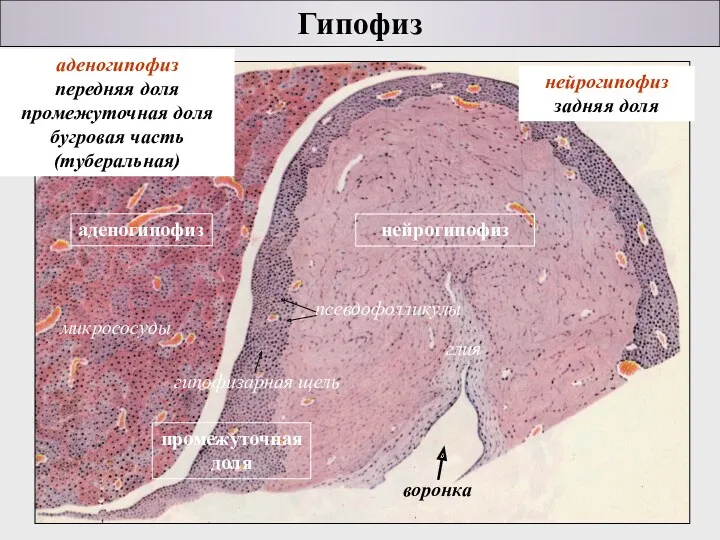 Гипофиз аденогипофиз нейрогипофиз промежуточная доля глия гипофизарная щель микрососуды воронка аденогипофиз передняя доля