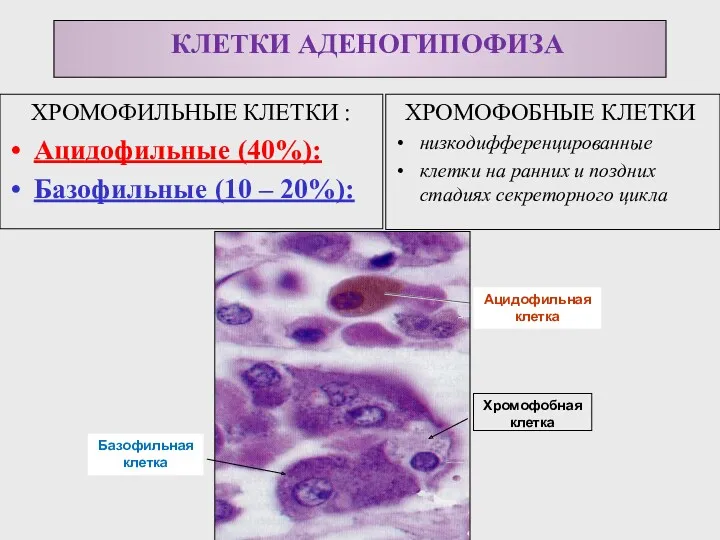 ХРОМОФИЛЬНЫЕ КЛЕТКИ : Ацидофильные (40%): Базофильные (10 – 20%): ХРОМОФОБНЫЕ КЛЕТКИ низкодифференцированные клетки