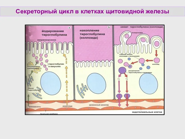 Секреторный цикл в клетках щитовидной железы