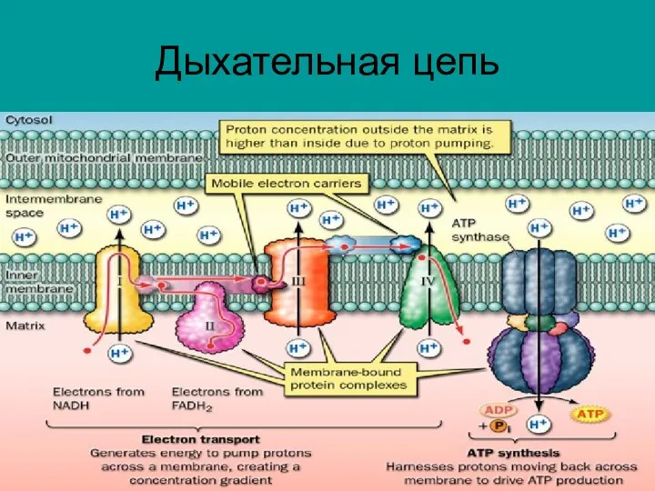 Дыхательная цепь