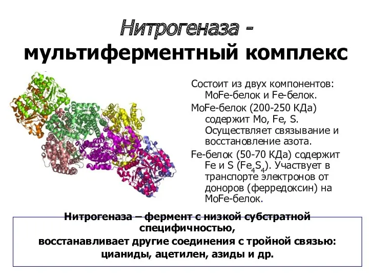 Нитрогеназа - мультиферментный комплекс Состоит из двух компонентов: MoFe-белок и