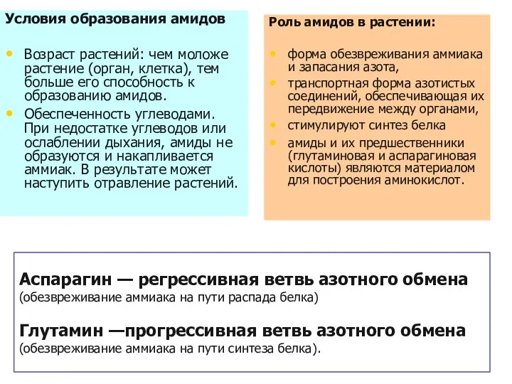 Условия образования амидов Возраст растений: чем моложе растение (орган, клетка),