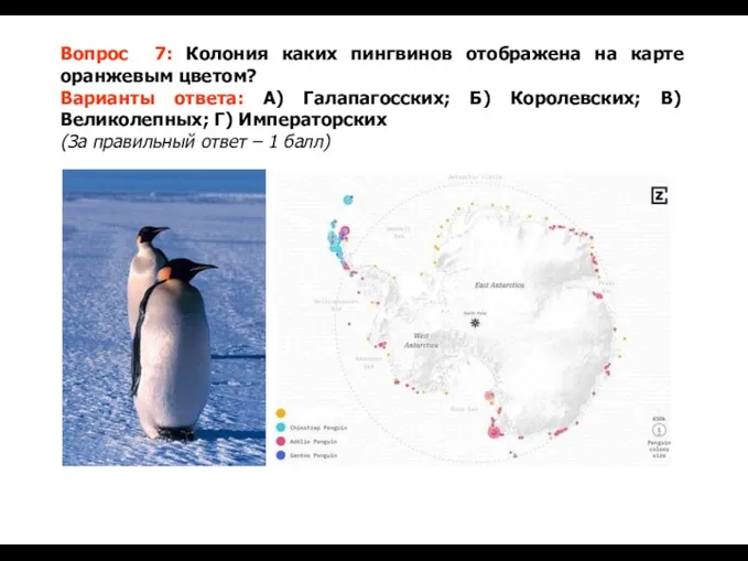 Вопрос 7: Колония каких пингвинов отображена на карте оранжевым цветом? Варианты ответа: А)