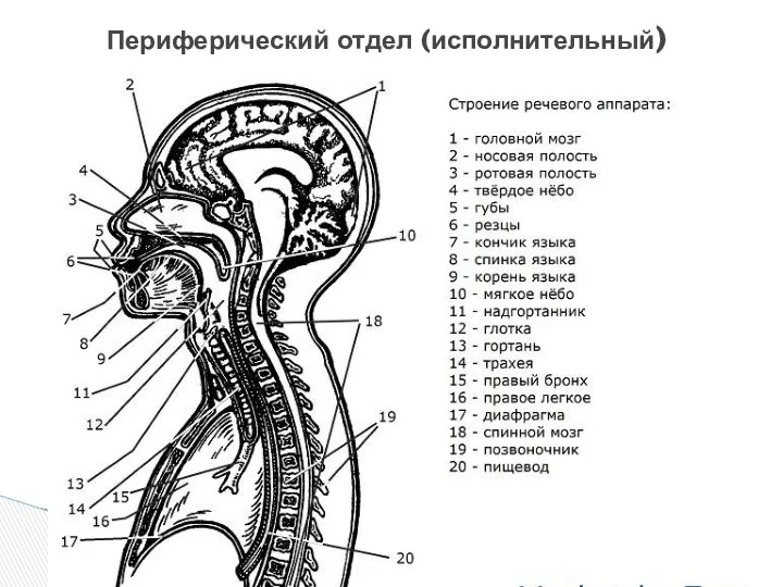 Периферический отдел (исполнительный)