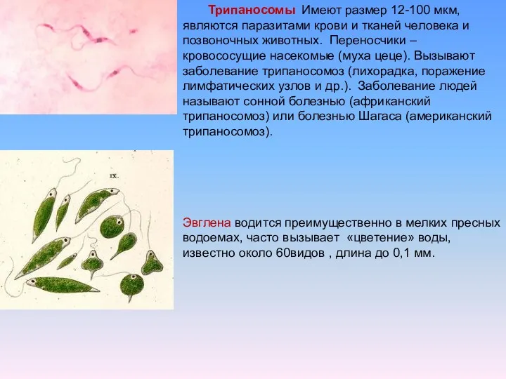 Трипаносомы Имеют размер 12-100 мкм, являются паразитами крови и тканей