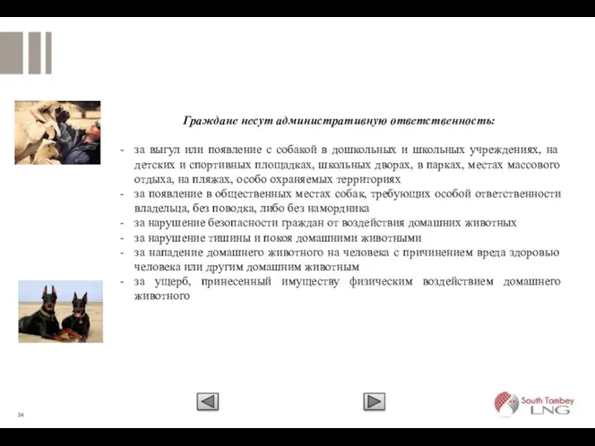 Граждане несут административную ответственность: за выгул или появление с собакой