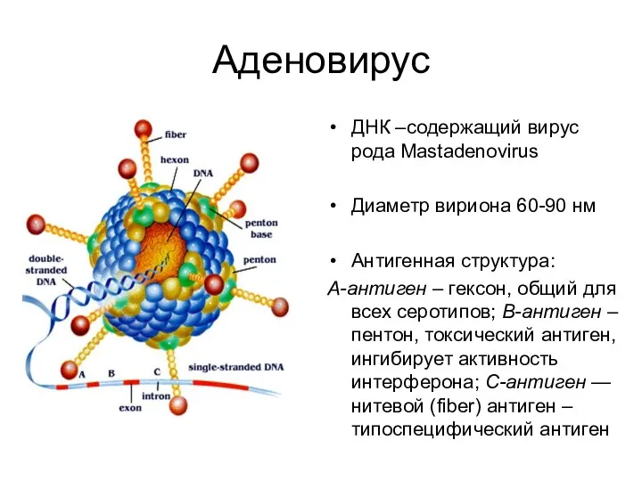 Аденовирус ДНК –содержащий вирус рода Mastadenovirus Диаметр вириона 60-90 нм