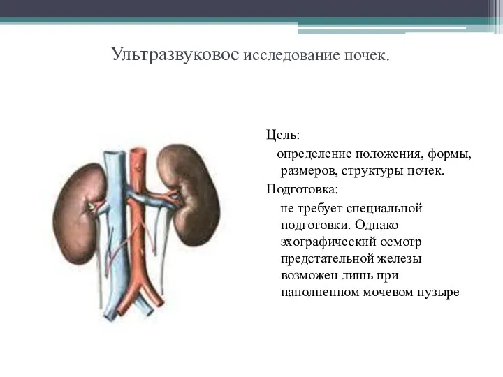 Ультразвуковое исследование почек. Цель: определение положения, формы, размеров, структуры почек.