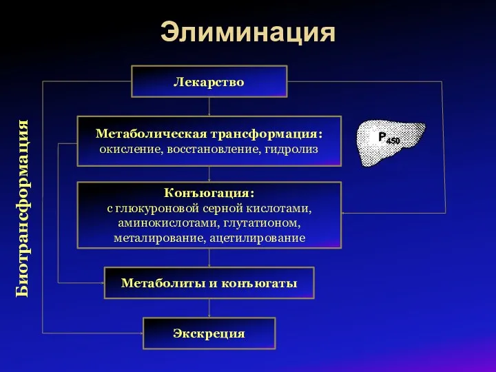 Элиминация Биотрансформация Лекарство Метаболическая трансформация: окисление, восстановление, гидролиз Конъюгация: с глюкуроновой серной кислотами,