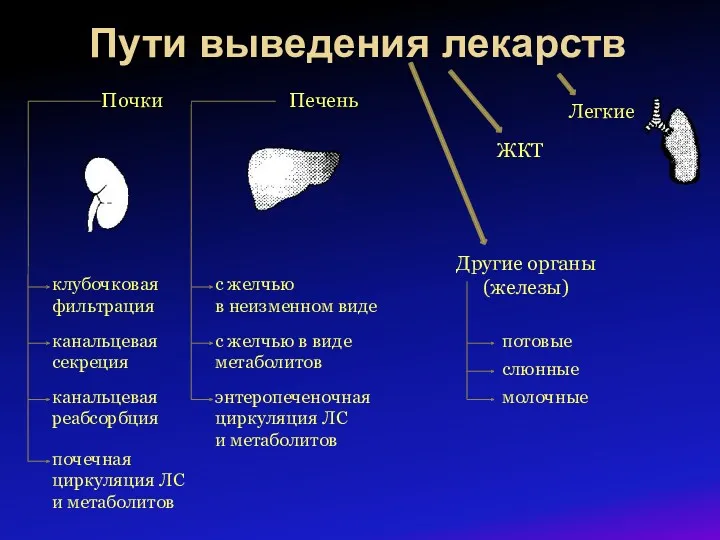 Пути выведения лекарств Почки Печень Легкие клубочковая фильтрация канальцевая секреция канальцевая реабсорбция почечная