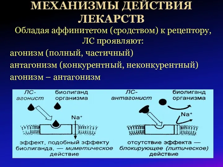 МЕХАНИЗМЫ ДЕЙСТВИЯ ЛЕКАРСТВ Обладая аффинитетом (сродством) к рецептору, ЛС проявляют: